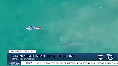 Several sharks spotted off of Torrey Pines State Beach