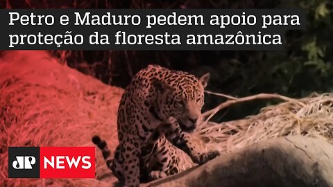 COP 27: Colômbia e Venezuela defendem aliança de países amazônicos para salvar a floresta