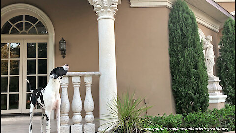 Excited Great Dane Wants To Play With Squirrel