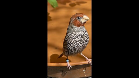 Red headed finch male in bird aviary