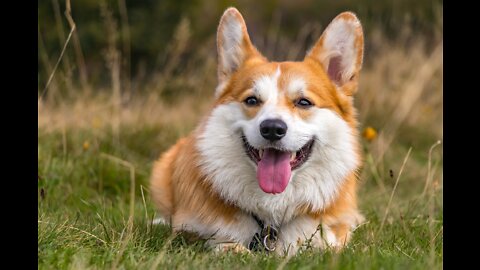 Cutest Corgi Compilation