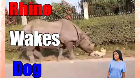 Rhino Wakes Sleeping💤 Dog🐕