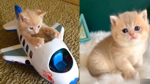 Baby Cats 🐈 cute and funny cat videos 😁😍 by TESLA DREAM