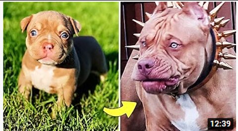 Before & After Animals Growing Up . Incredible Animal Transformations