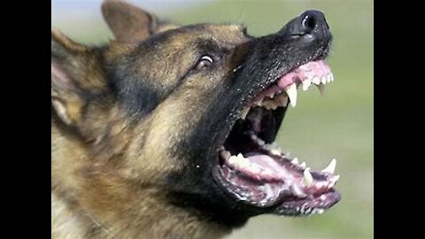 Do you want make your Dog Fully Aggressive, then you should try it. it actually works