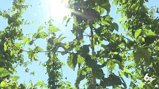 Idaho hop farm 'optimistic' for harvest season despite triple-digit heatwave