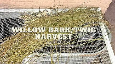 Harvesting Willow Bark for Tincture