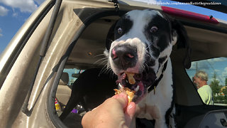 Great Dane Makes Funny Faces Eating Burger King Treat