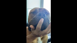 Massive Pit Bull wants all the BOOPS!!