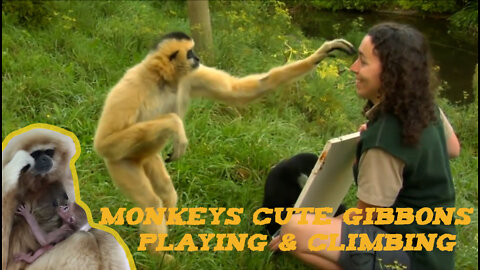 Monkeys Gibbons Cute Playing & Climbing