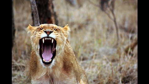 Leopard Hunts Monkey On The Tree || Lion Hunting || Tiger Hunting