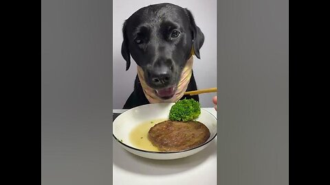 This labrador is Happy Enjoying Some Amazing Crunchy Food #dog #dogeat #fyp