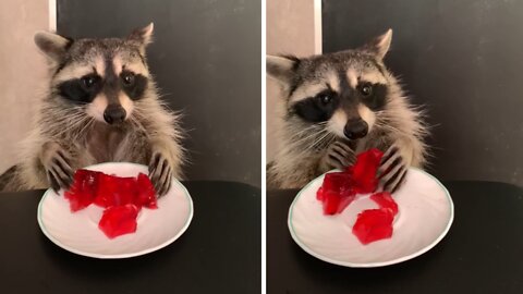 Pet raccoon chows down on tasty jello treat