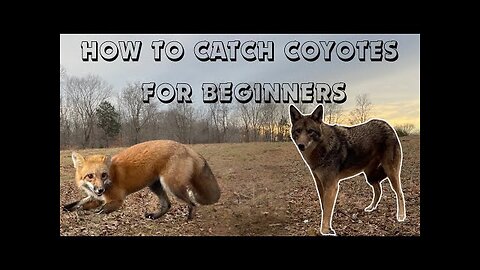 The Secret to Catching Coyotes (For Beginners) Showing Catches, Sets, and Locations. #coyotes