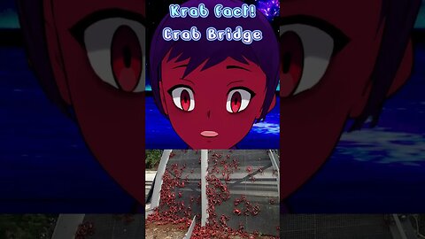 Krab Fact: Crab Bridge🦀