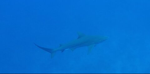 Bull Shark on Patrol