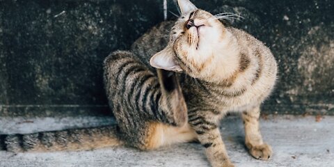 Top 4 Most Common Cat Allergies