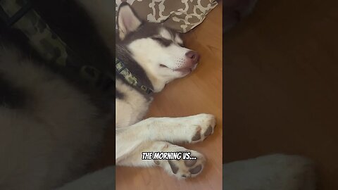 My husky - Morning vs Afternoon