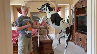 Bouncing Great Dane Gets So Excited To Hear His Friends Are Coming To Visit