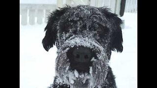 Cão desfruta da sua primeira experiência na neve