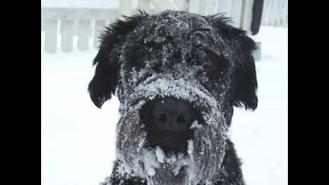 Cão desfruta da sua primeira experiência na neve