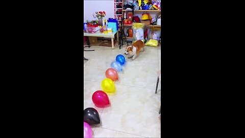 Dog play with Balloon #Viral