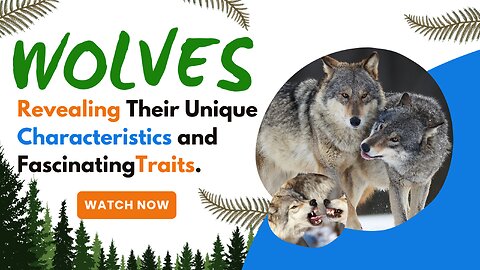 Wolves, Revealing Their unique Characteristics and Fascinating Traits.