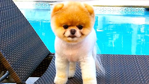 Social Media Dogs: Lifestyle of the Rich & Fluffy