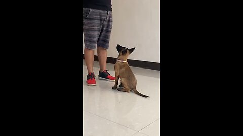 3 Month Belgian Malinois Training