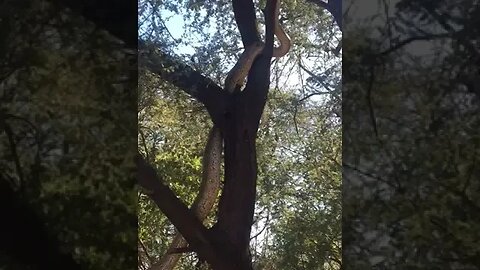 African Rock Python moving up into a tree to get to safely #snake #shorts