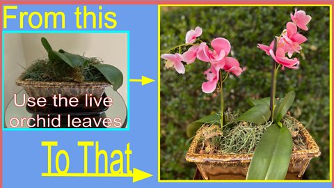 Orchid Care, don't throw away orchid after blooms fall off