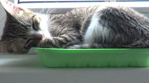 Why Does the Cute Baby Cat Sleep in a Tray