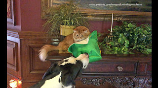 Festive Great Dane steals cat's shamrock hat