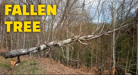 Fallen Tree, ( Storm Aftermath )