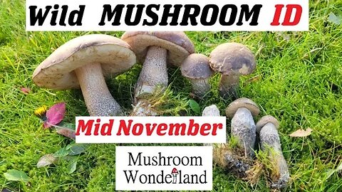 Wild Mushroom Identification- Mid November