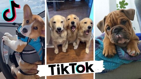 Funny DOGS of TikTok ~ Cute Puppies ~ Best Doggos of TIK TOK Compilation!