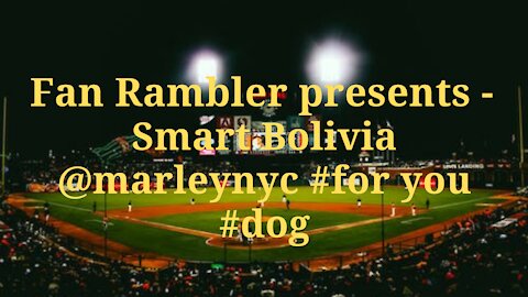 Smart Bolivia @marleynyc #for you #dog