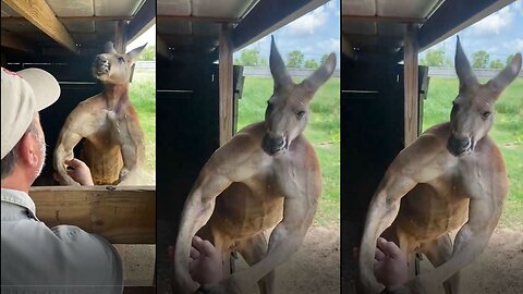 Funny Kangaroos