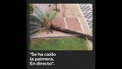 Mujer se vuelve viral en redes sociales narrando la caída de una palmera