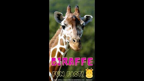 Giraffe Fun Fact #shorts