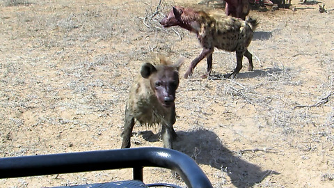 Tourists Witness Africa's Bloodiest Predator in Action