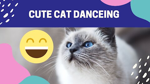 cute cat danceing very funny video