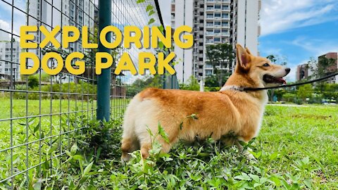 Shinji The Corgi- Dog Backpack and Dog Park