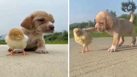 Cute puppy and the chick have a strong friendship, touching video