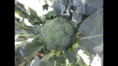 Good For You Broccoli Sept 2021