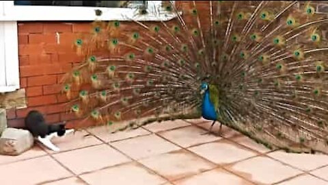 Cat loves playing with peacock's feathers