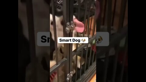 SMART DOG 🐶