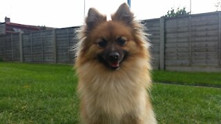 Dog playing ball in the garden again.