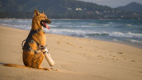 Abused dog now lives happy life, enjoys beach time