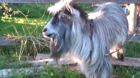 Goat dancing to music mix